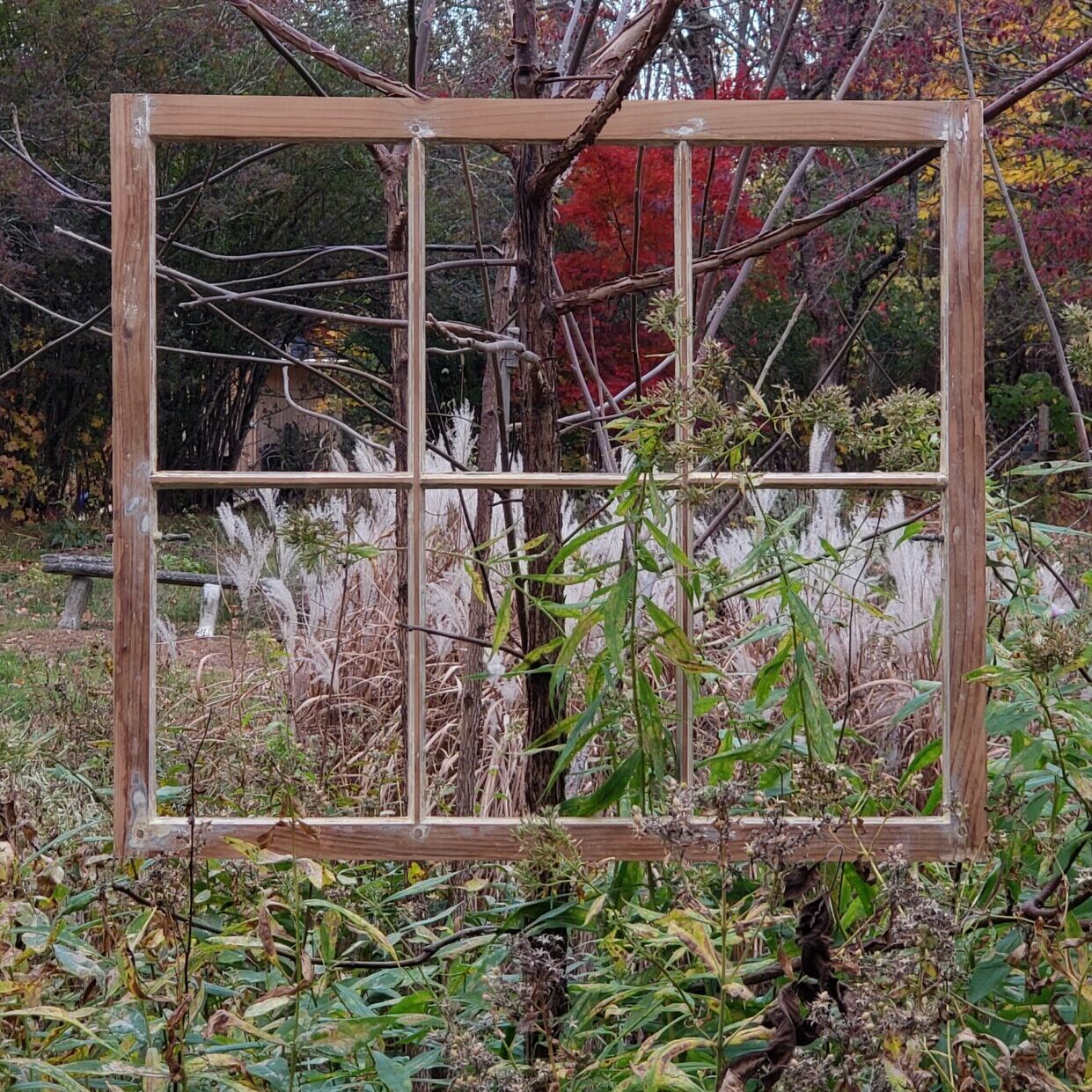 Artistic photo of window sash hanging from a tree with no glass in the panes